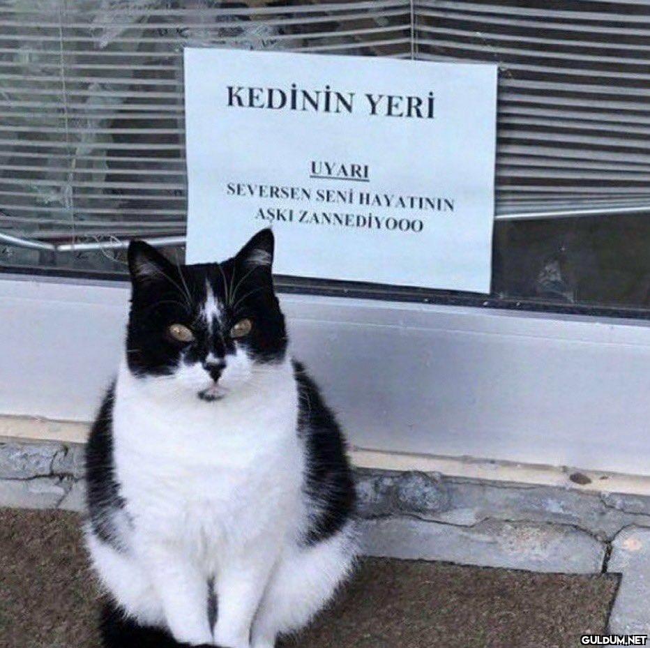 KEDİNİN YERİ UYARI...