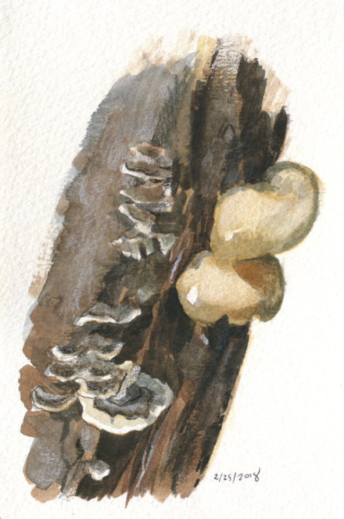 Fungi field studies, scanned this time. Each one is 4x6″ on watercolor paper, created with colored p