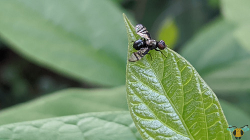 Signal Fly - Rivellia spp.The process continues to add more insect families to the blog, so today th