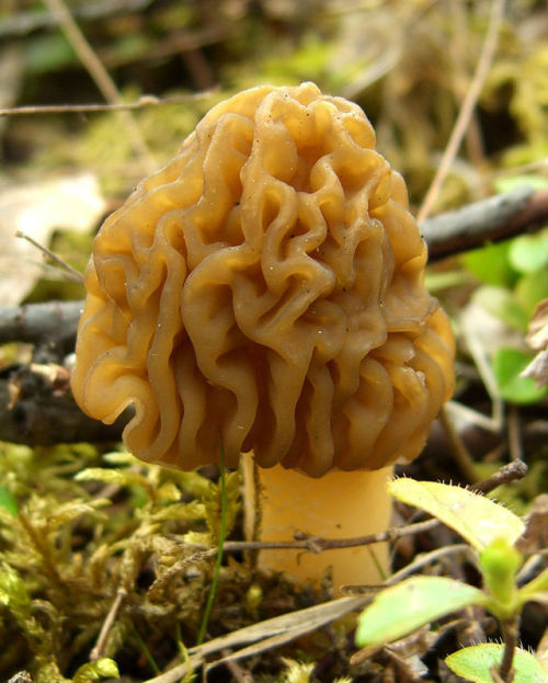 Verpa bohemicaEarly Morel, Wrinkled Thumb-CapEdible for some, poisonous for others. My advice: don’t