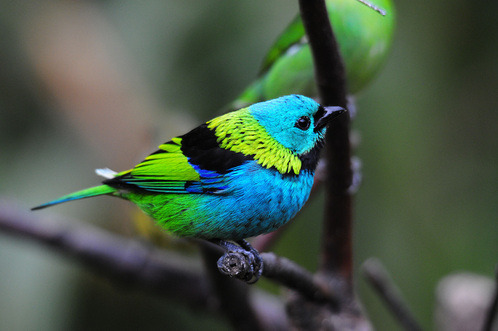 sixpenceee:This green headed tanager has a lot of vibrant colors. Photo credit.