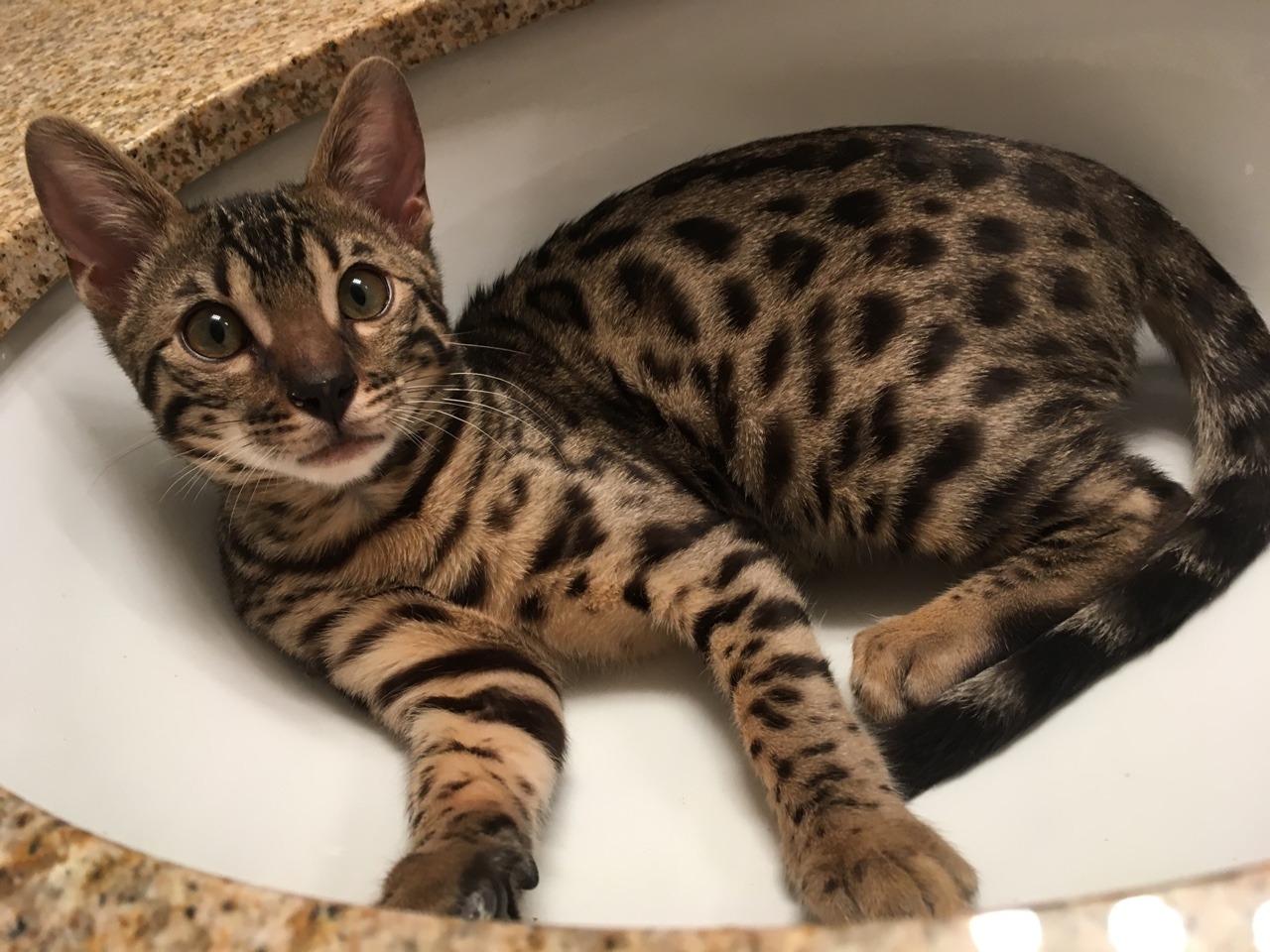 theshadowytiger:  The new kitten! Human is leaning towards calling him Baybu! What