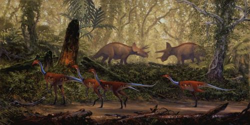  Struthiomimus and Triceratops by Douglas Henderson