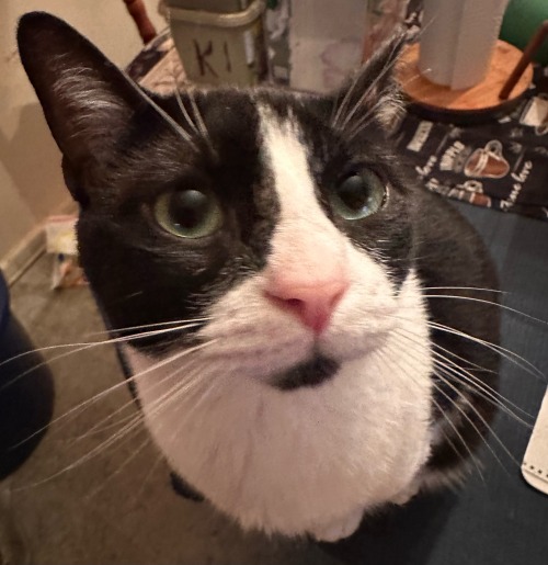 One Like Equals One Boop Or Kiss On Sylvesters Cute Little Pink Nose