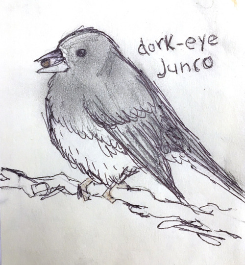 Dork-eye JuncoSometimes described as attractive, or even “flashy”, this twerp is actually just anoth