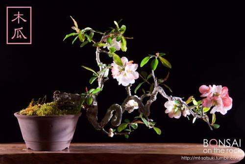 木瓜（ボケ）の盆栽BOKEH, Japanese Quince bonsai2018.4.7 撮影bonsai on the rock| Creema | BASE | Zazzle.co.jp | 