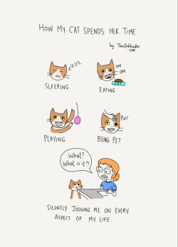 twisteddoodles:  How my cat spends her time. 