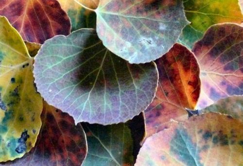 dirtyhippieproductions:  Autumn is a second spring when every leaf is a flower - Albert Camus ☮  ❤ ॐ 