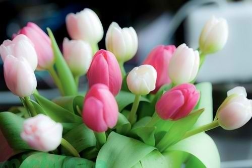 this-odd-in-me:   i would love to have some tulips <3 🌷🌷🌷  
