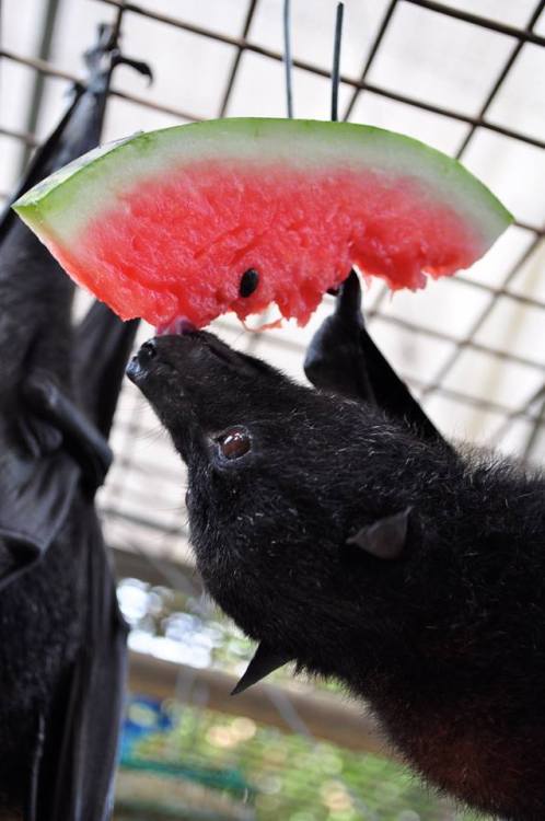 grimreaperblog: catsbeaversandducks: OM NOM NOM NOM NOM: It’s Watermelon Time! Photos by ©