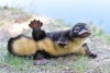 accidental-muse:hungry-4-both:lesstalkingmorespanking-deactiv:rev-another-bondi-blonde:Platypus babies are called “puggles”.  Yes, you needed to see this today!@amysubmits @danipup It’s not quite ducklings, but…..gahhhh! it’s