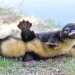 accidental-muse:hungry-4-both:lesstalkingmorespanking-deactiv:rev-another-bondi-blonde:Platypus babies are called “puggles”.  Yes, you needed to see this today!@amysubmits @danipup It’s not quite ducklings, but…..gahhhh! it’s