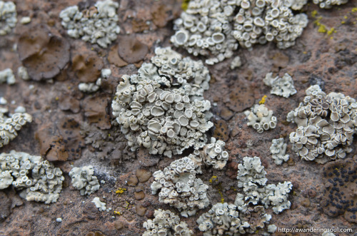connie-awanderingsoul: Lovely Lichen