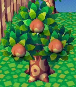 ms-ashri:  drvalkyrie:  riskydiamonds replied to your post: ASHRI TOLD ME ABOUT BUTT FRUIT IN ANIMAL CROSSING …  you mean peaches?  THEY ARE NOW BUTT FRUIT  SEE? BOOTIES  BUTT TREES  ROOTY TOOTY BOOTY FROOTIES