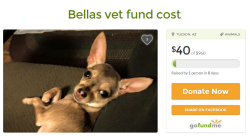 zamiiz:  GO FUND ME PET VET ATTENTION so