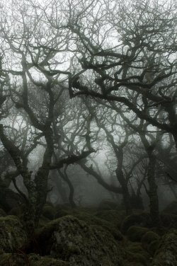 anotic:  Wistman’s Wood, Dartmoor, England 