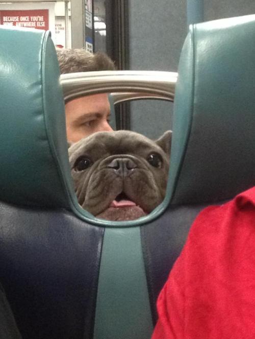 awwcutepets: On the train and saw this friendly face