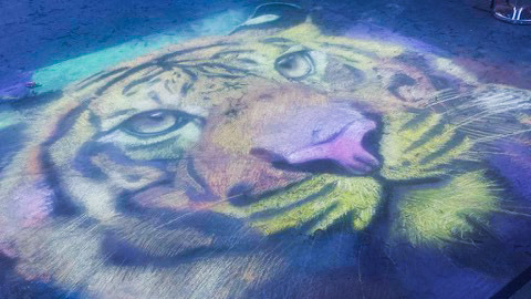 Tiger Portait , 10′ x 10′ Chalk Mural, 2016
Another chalk mural created by Mike Borja for Great America’s New Orleans Festival in Santa Clara, California