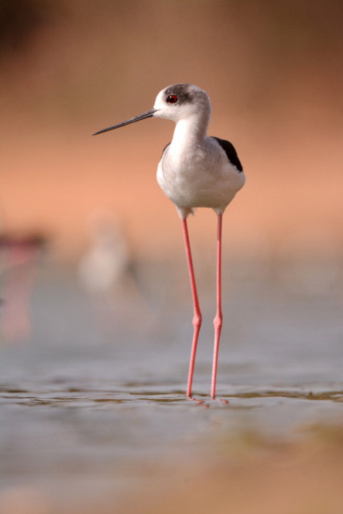 morethanphotography: Black Winged Stilt by Alex_Appleby