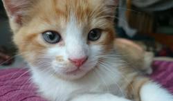 awwww-cute:I found a feral kitten last week. He’s now tame and highly photogenic