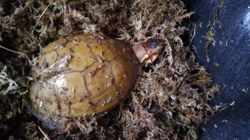 Gave Hippy’s home a misting and he emerged, as soon as he spotted me he started to turn back a