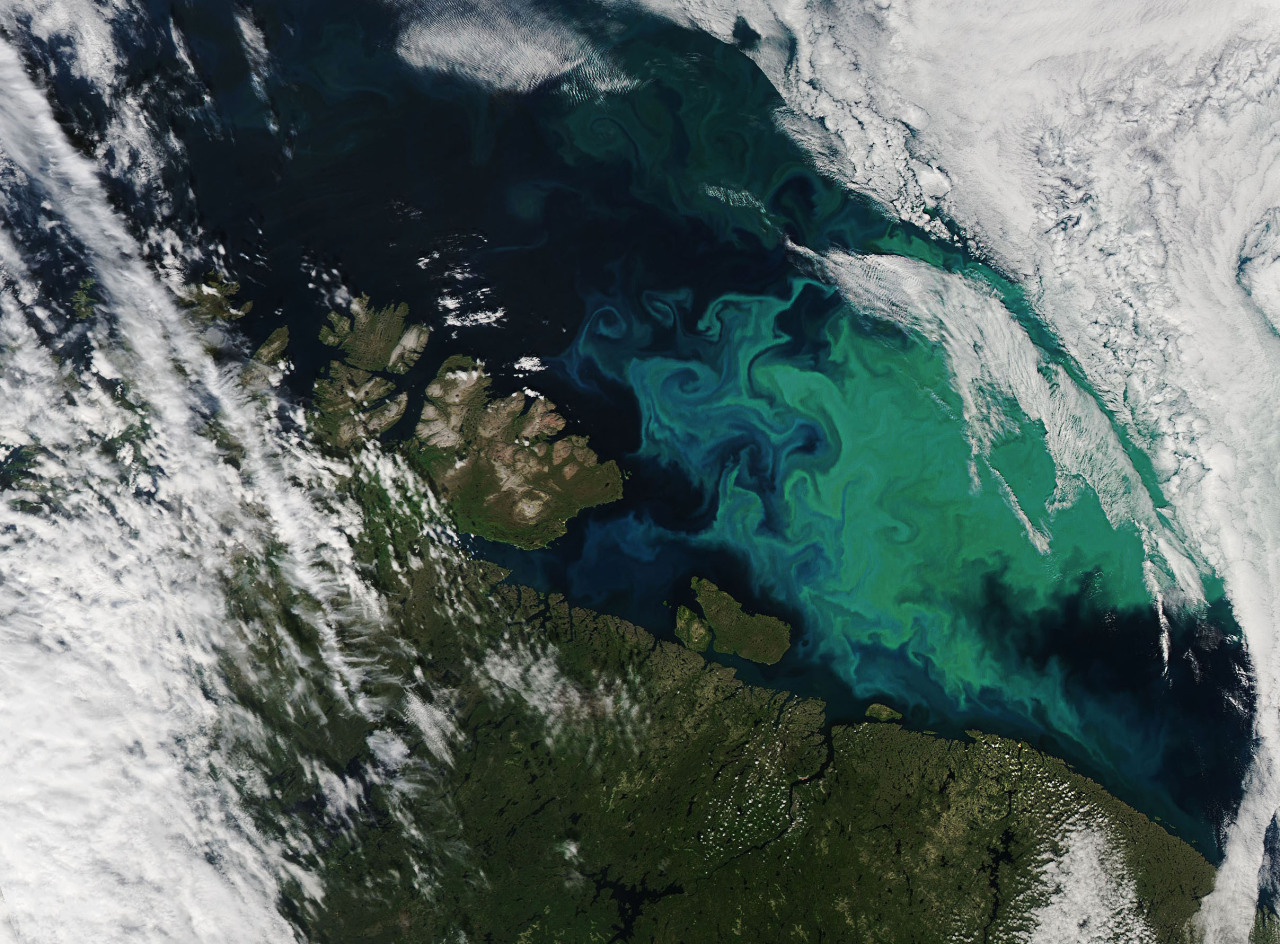 An aerial view of the Barents Sea, north of Norway and Russia, shows white, wispy cloud coverage over both land and ocean. Clouds are seen in the bottom left corner extending up towards the top left corner but dwindling as they rise. Clouds are also seen in the top right corner. A green colored land mass is seen along the bottom third of the image. In the dark blue ocean are vibrant swirls of teal and green phytoplankton blooms. Credit: NASA