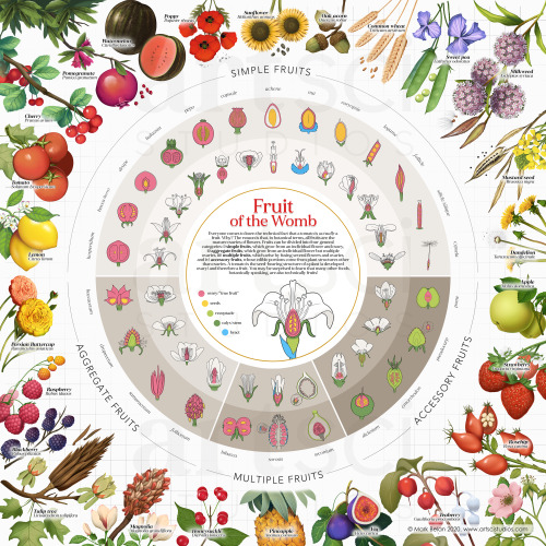 Fruit of the Womb: The Botanical Classification of FruitI created this illustration to tell the stor
