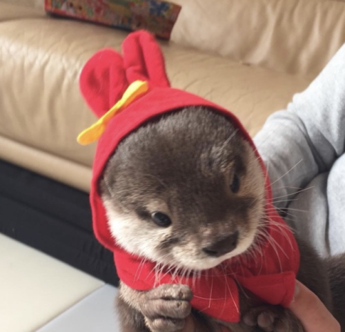 thingssthatmakemewet:  brebstick:  source: https://www.instagram.com/ponchan918/  Otters are so fckn cute!! I want one or two or 10 😍💖  Yessss, love otters! 