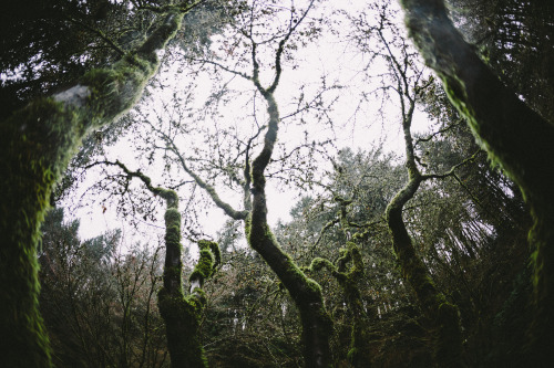 helloellie:viα talltalememory: Portland Japanese Garden