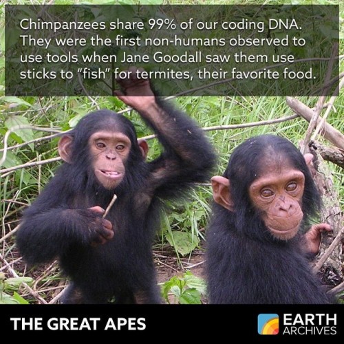 Chimpanzees, our closest living relative, laugh when they play, embrace each other, tickle and even 