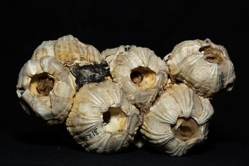 Whale barnacles / CAS-IZ 91552Scientific name: Coronula diademaLocality: CALIFORNIA: Monterey Bay: M