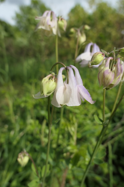 Aquilegia vulgaris — European columbine