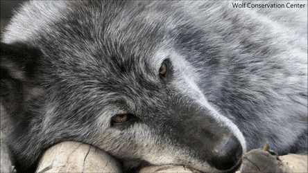 Male Reader X 141 Boyfriends (individually) Where He Has A Pet Wolf And The Rest Of 141 Reacts To It