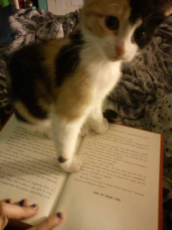 imponuar:  Momento tierno del día.