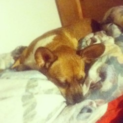 #Slumpt #Aha #Sleepy #Dog #Puppy #Uplate #Instagram #Twitter