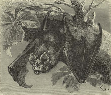 humanoidhistory:  A selection of illustrated bats from The Royal Natural History, an 1894 publication with engravings by Adalbert Müller. (New York Public Library) 