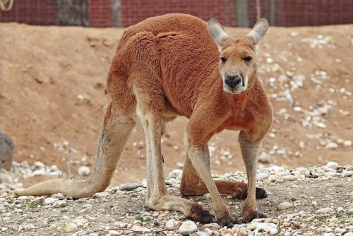 hecaates:Hey So kangaroos display sexual dimorphism meaning male kangaroos have red fur and female k