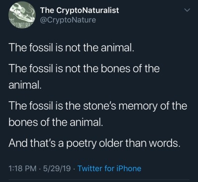 cryptonature:The fossil is not the animal.The fossil is not the bones of the animal.The fossil is the stone’s memory of the bones of the animal.And that’s a poetry older than words.