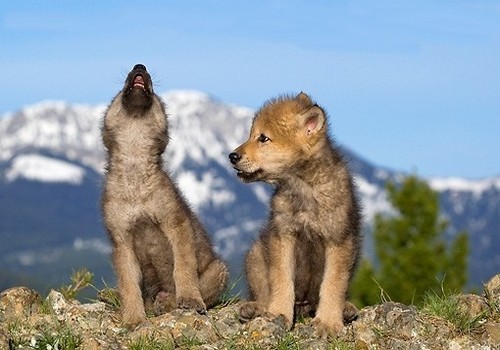 wonderous-world:Wolves develop close relationships and strong social bonds. They often demonstrate d