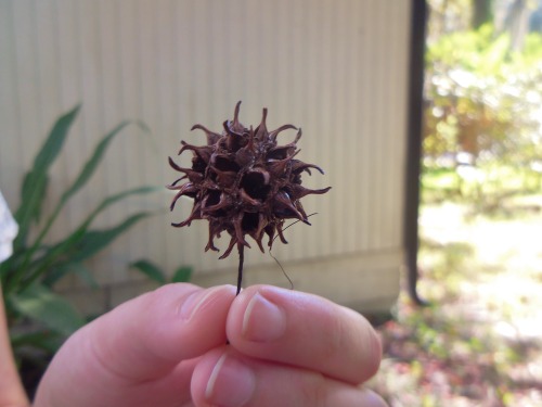 Photos and GIFs of Liquidambar styraciflua, commonly known as the Sweetgum tree.It is one of the mor