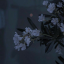 imsyrain
