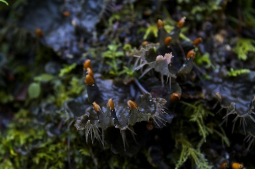 Peltigera polydactyla - May not be a valid taxon. Has been used (species native to india) in indian 