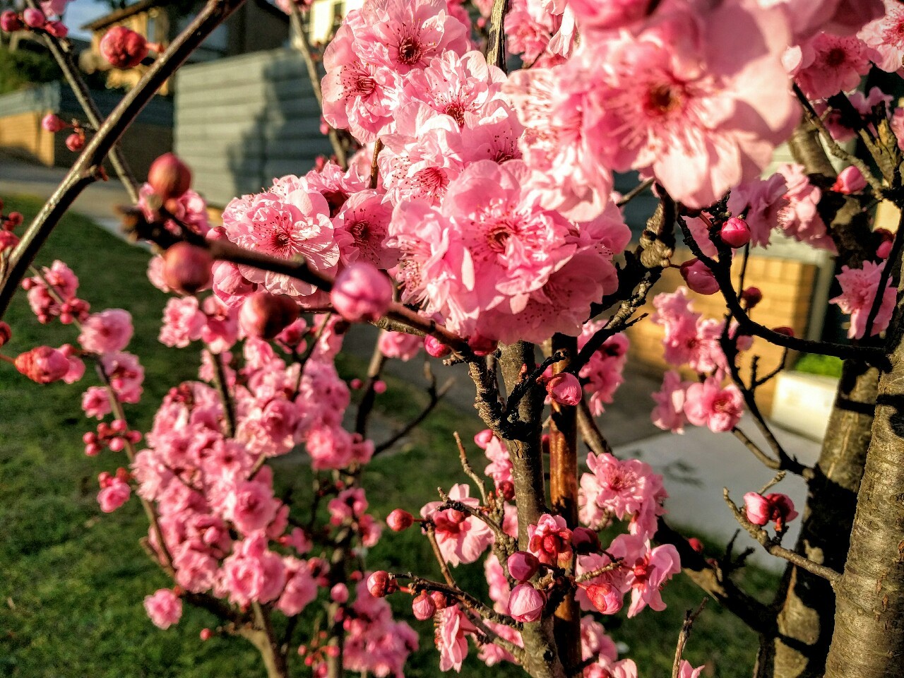sungodprime:  Full bloom. Ahhhhhh! I’m not ready for it to be warm again! 