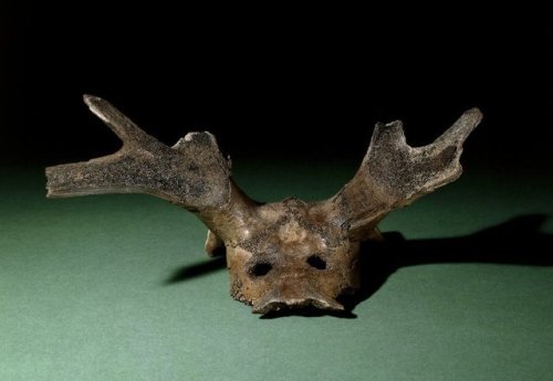 Red deer antler mask from the Mesolithic site of Star Carr (NorthYorkshire, c. 11,000 years ago).Thi