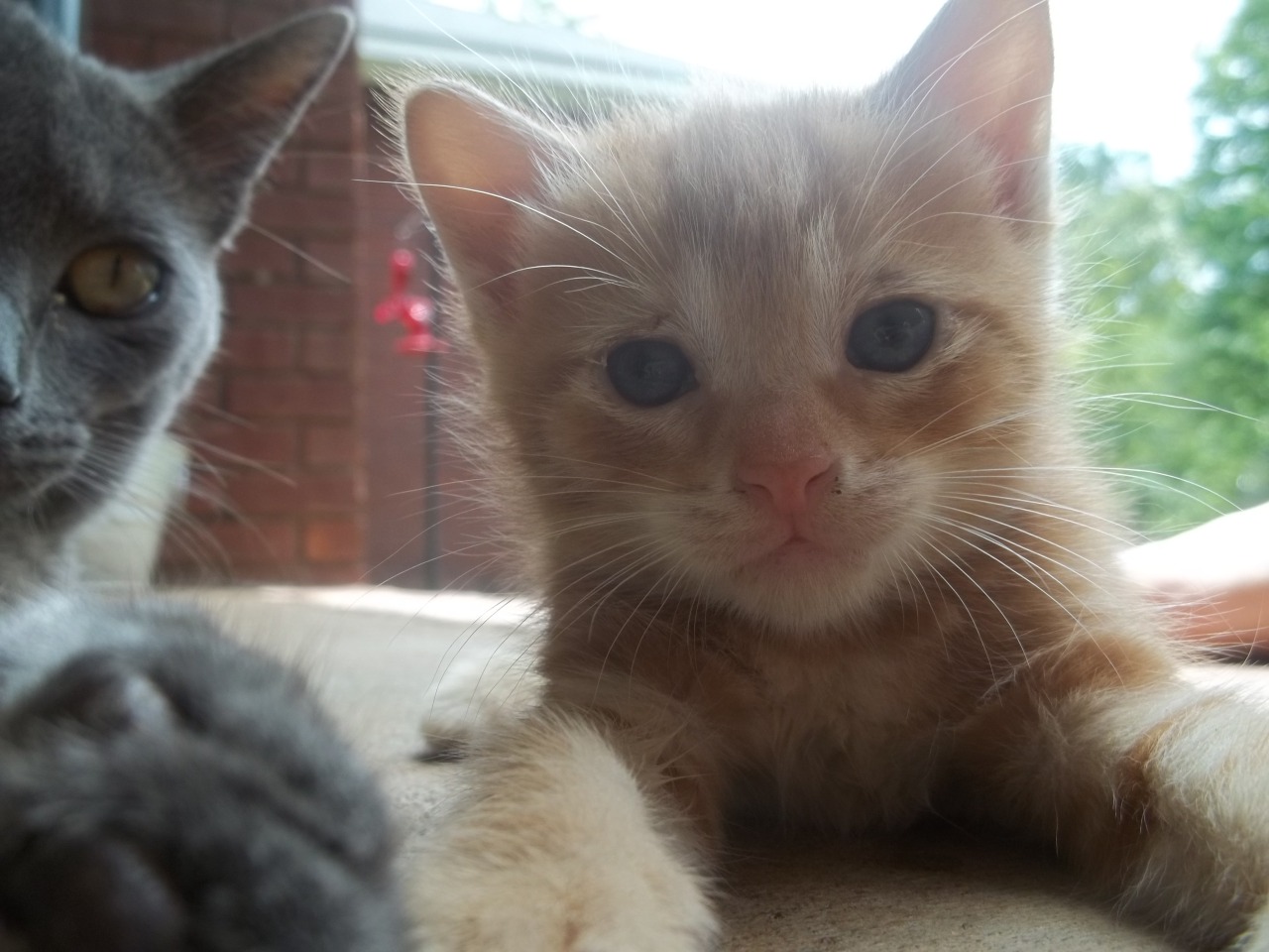 thecutecannibal:  Have some pictures of cats I own/used to own. &lt;3 
