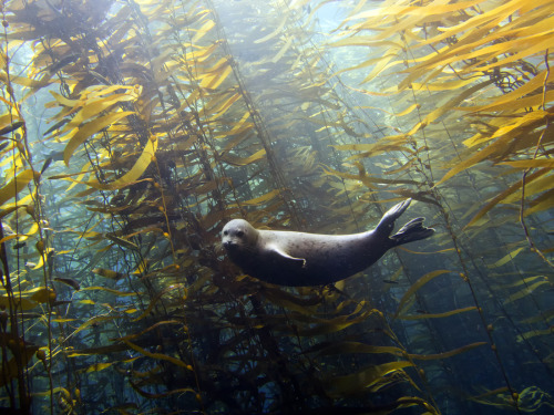 celtic-forest-faerie:{Seal In A Kelp Forest} by {Kyle McBurnie}