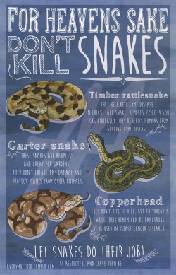 averymuether:  This is another info graphic I did advocating for snakes. When spring comes around snakes start to come out of hibernation and sometimes will end up in people’s backyards. Snakes around this time are killed left and right, whether it