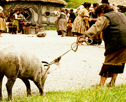 glorfindhel:  lotr meme: three races [1/3] → hobbits 