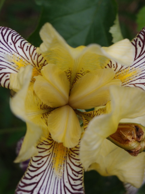 Iris germanica — German iris