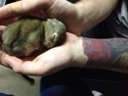 fuckingshake:  Guess who has a baby rabbit.